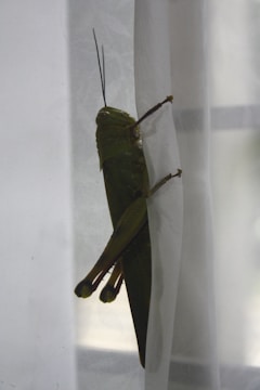 A large green grasshopper clings to a sheer white curtain, its long legs and antennae prominently visible. The natural lighting illuminates the insect's textured body and wings.