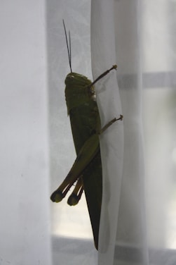 A large green grasshopper clings to a sheer white curtain, its long legs and antennae prominently visible. The natural lighting illuminates the insect's textured body and wings.