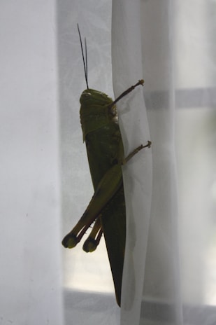 A large green grasshopper clings to a sheer white curtain, its long legs and antennae prominently visible. The natural lighting illuminates the insect's textured body and wings.