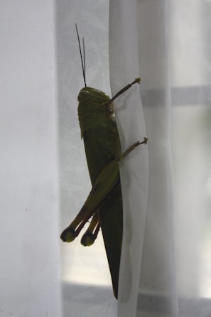 A large green grasshopper clings to a sheer white curtain, its long legs and antennae prominently visible. The natural lighting illuminates the insect's textured body and wings.