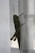 A large green grasshopper clings to a sheer white curtain, its long legs and antennae prominently visible. The natural lighting illuminates the insect's textured body and wings.