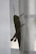 A large green grasshopper clings to a sheer white curtain, its long legs and antennae prominently visible. The natural lighting illuminates the insect's textured body and wings.