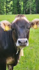 A brown cow with a white muzzle and ears is standing in a lush green grassy field. Attached to its ears are yellow identification tags. The cow has a bell hanging from its neck and is surrounded by a background of green trees.