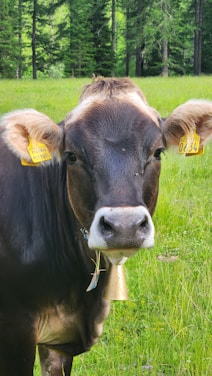 A cheerful green cow mascot representing Cash Cow Accounting.