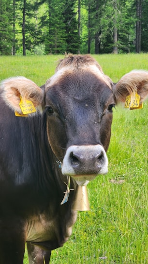A cheerful green cow mascot representing Cash Cow Accounting.