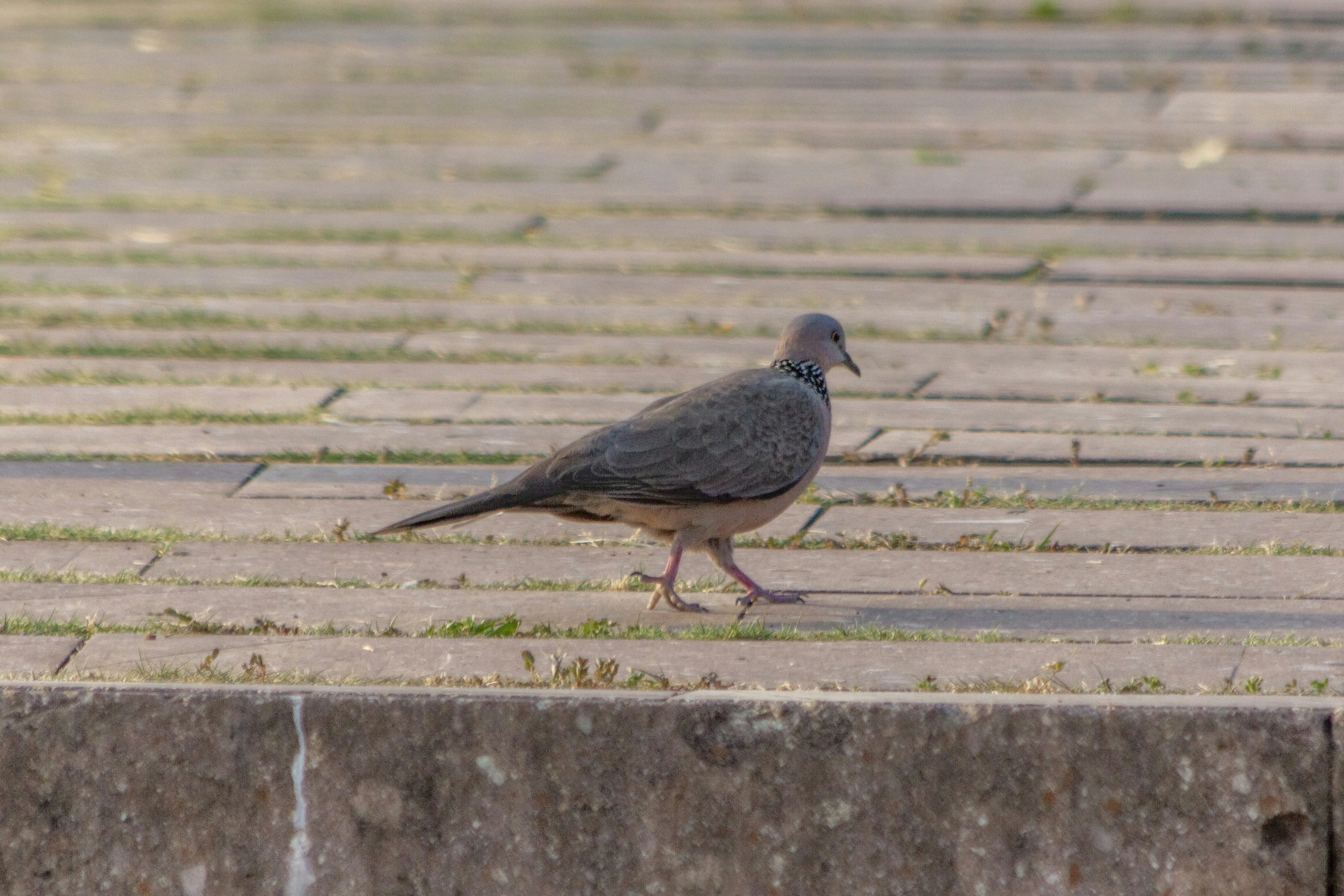 Photo by kevinwang413156