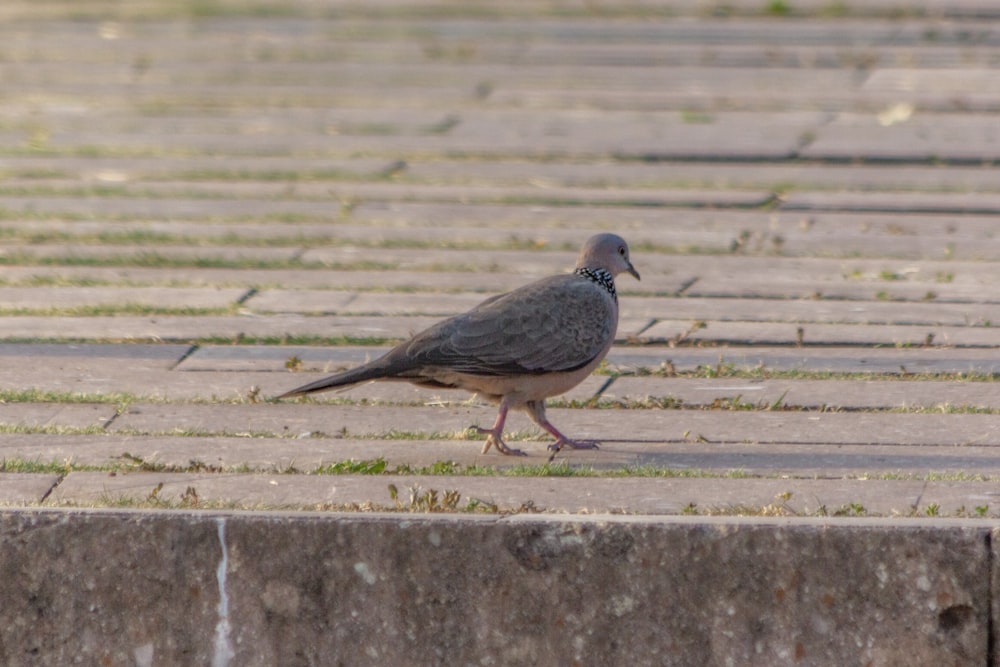 a pigeon is standing on a brick walkway