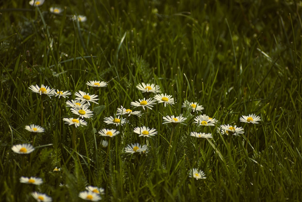 a bunch of daisies in a field of grass
