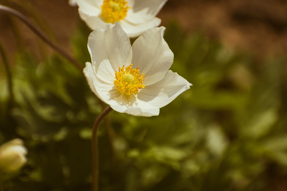 a couple of white flowers sitting on top of a green plant