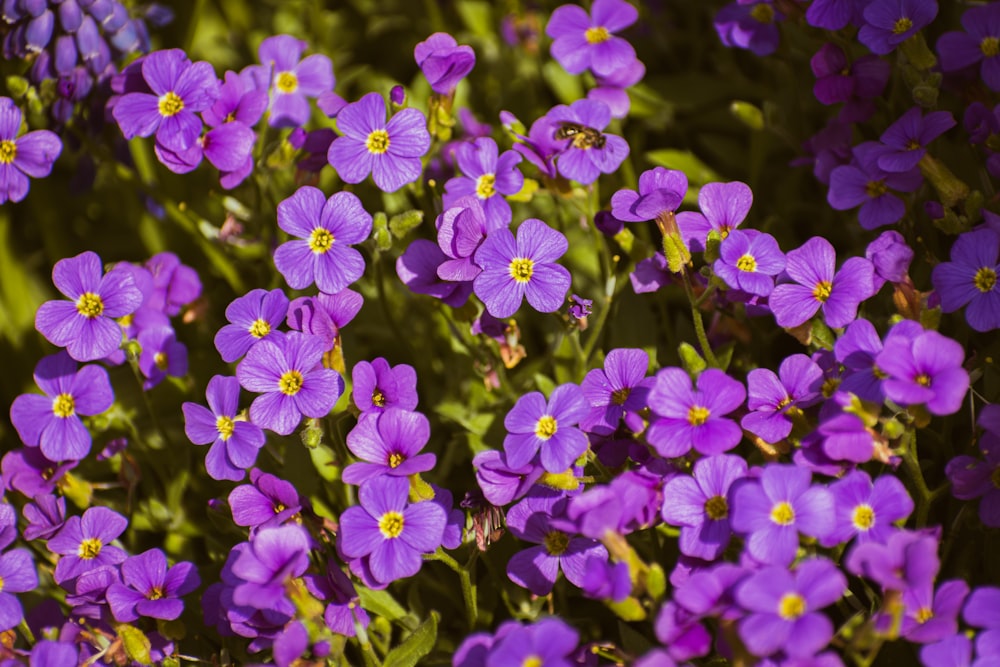 a bunch of purple flowers that are in the grass