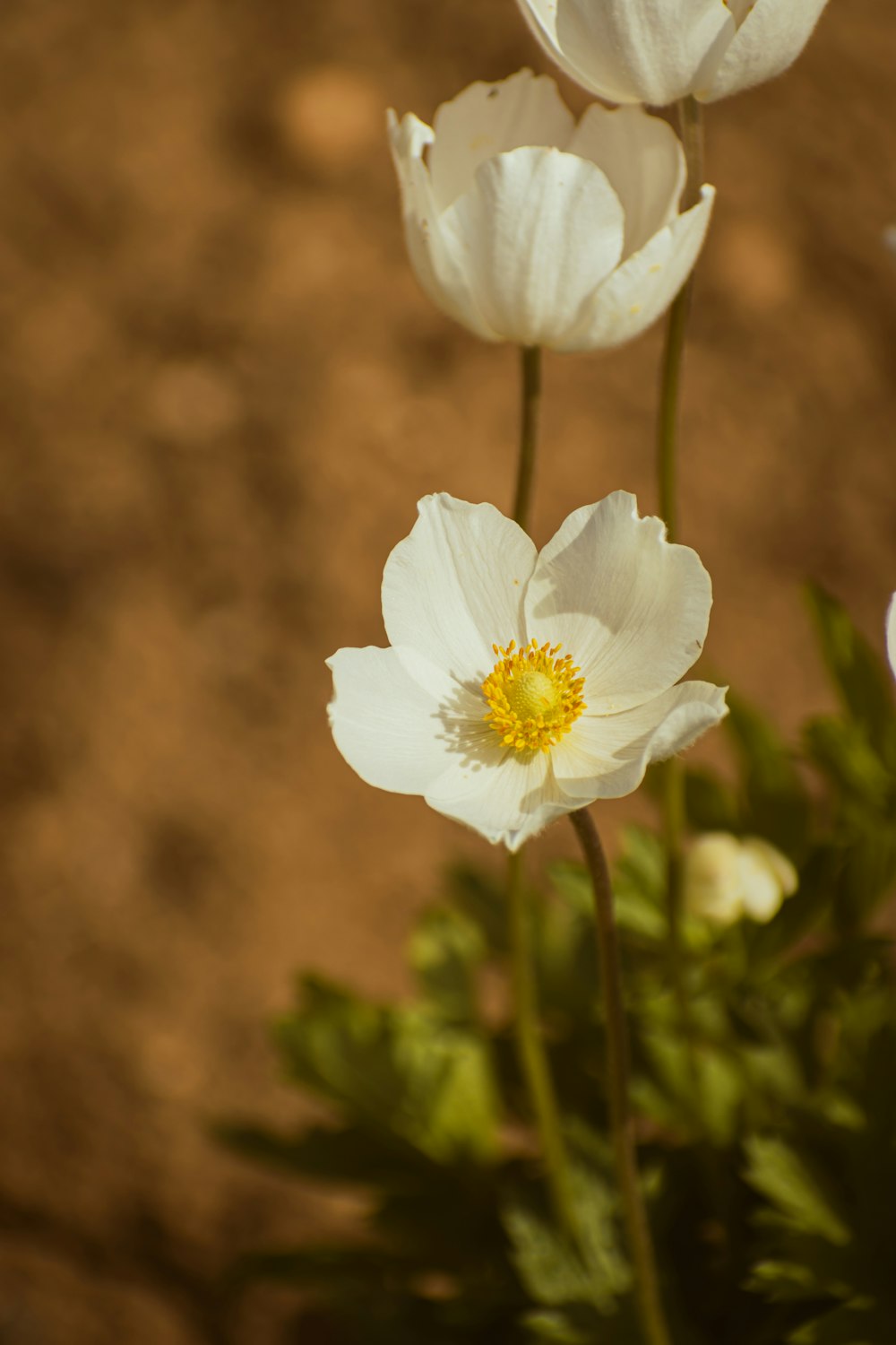 a group of white flowers sitting on top of a dirt field