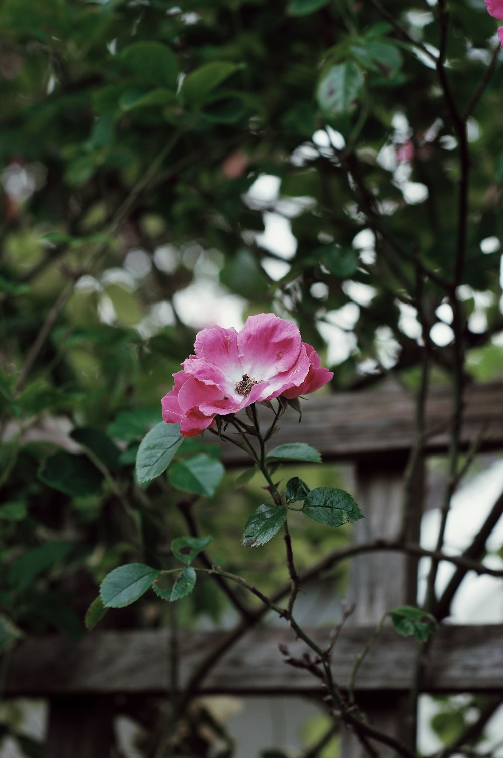 a pink flower is blooming on a tree branch