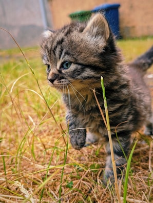 A playful kitten exploring its new litter area.
