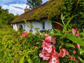 Sunlit cottage garden border with lavender, foxgloves, and soft green foliage.