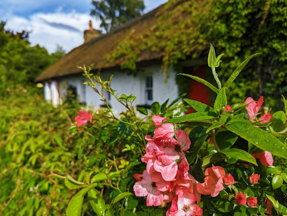 Pink flowers and lush green foliage are in the foreground, with a quaint thatched-roof cottage partially visible and enveloped by greenery in the background.