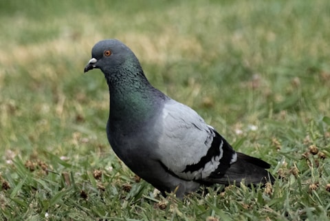 See the green on this stock image