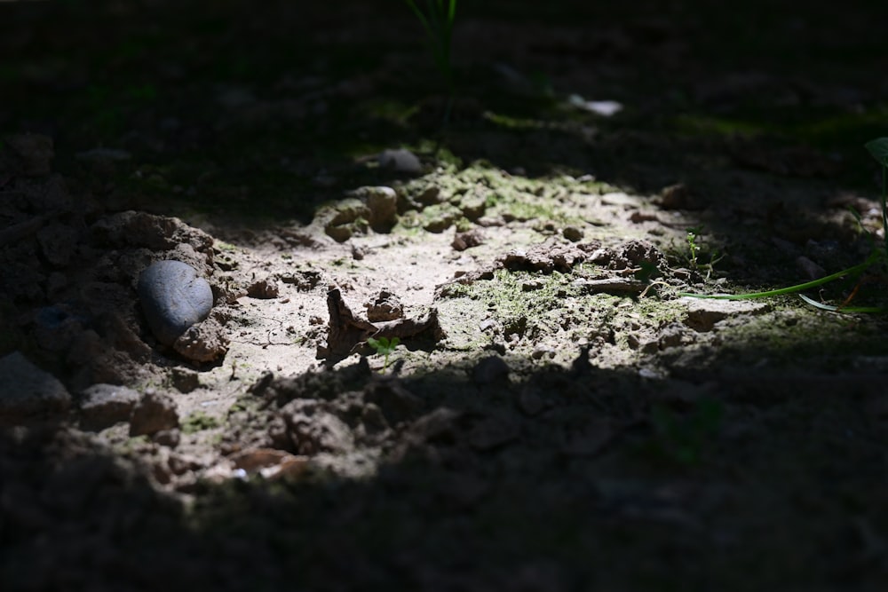 a small bird is standing in the dirt