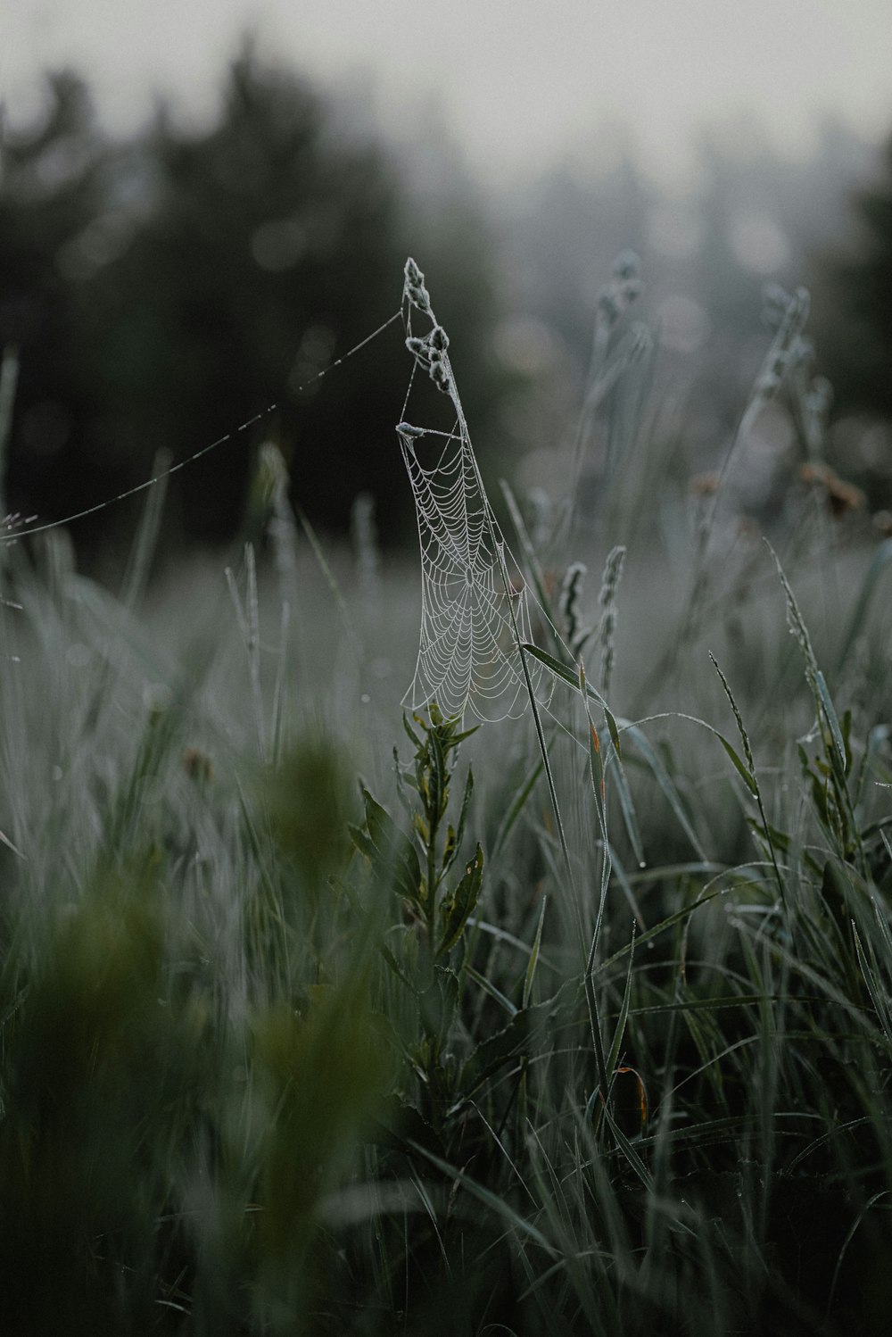 a spider web in the middle of a field of grass