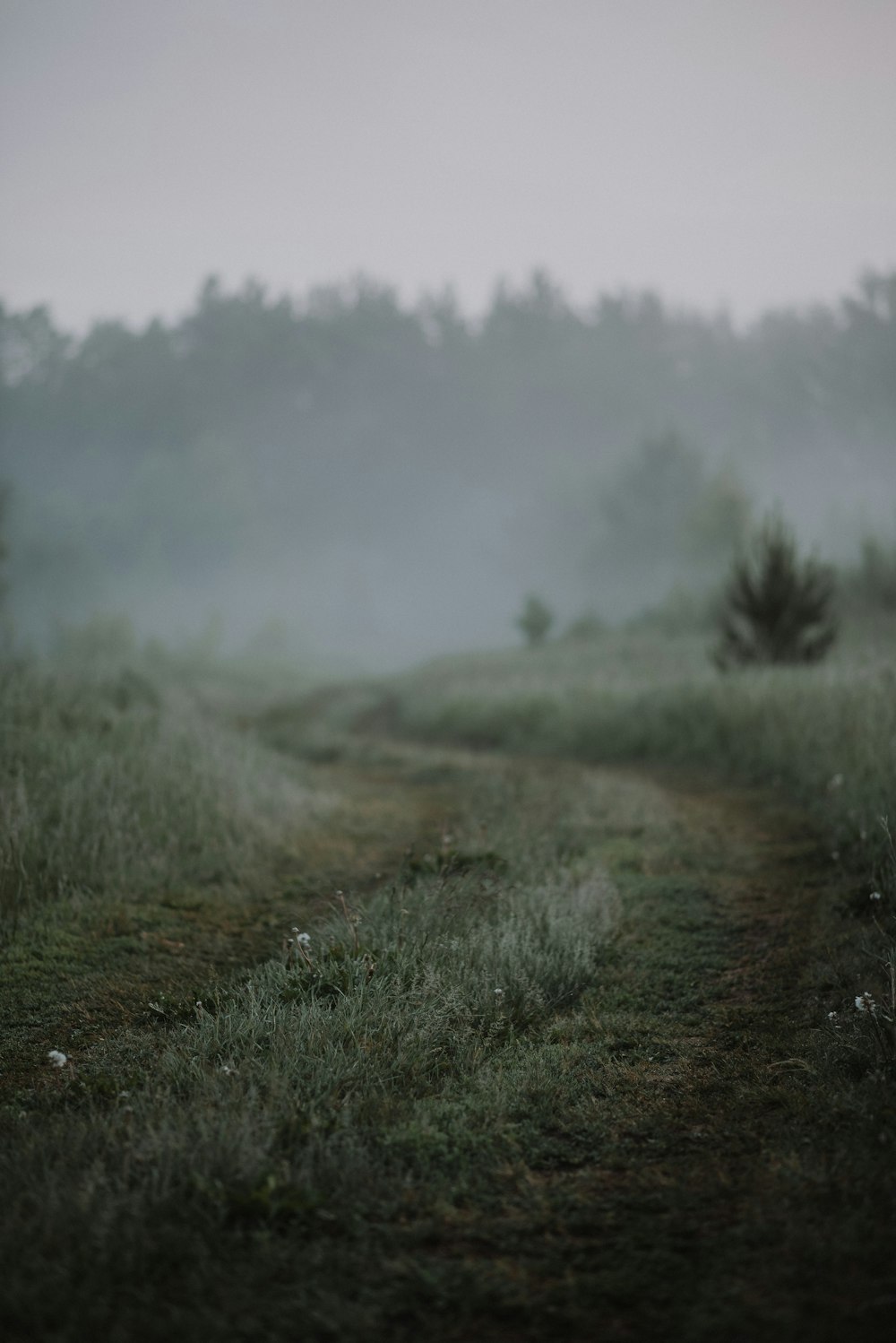 a foggy path in a field with trees in the background