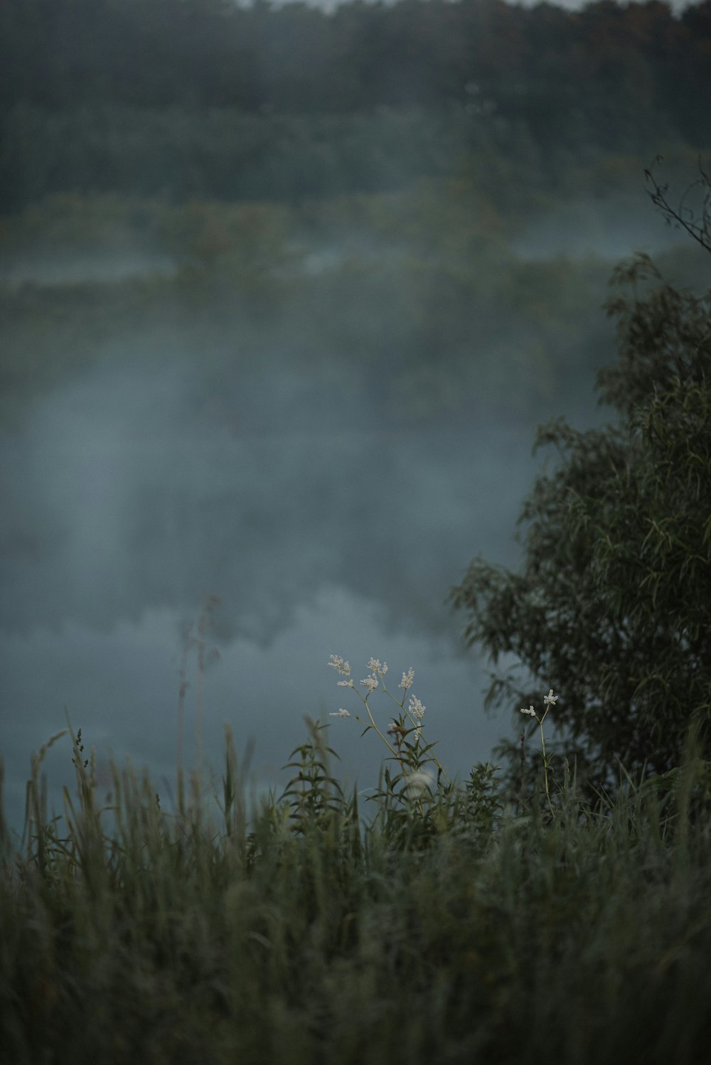 a foggy river with trees and bushes in the foreground