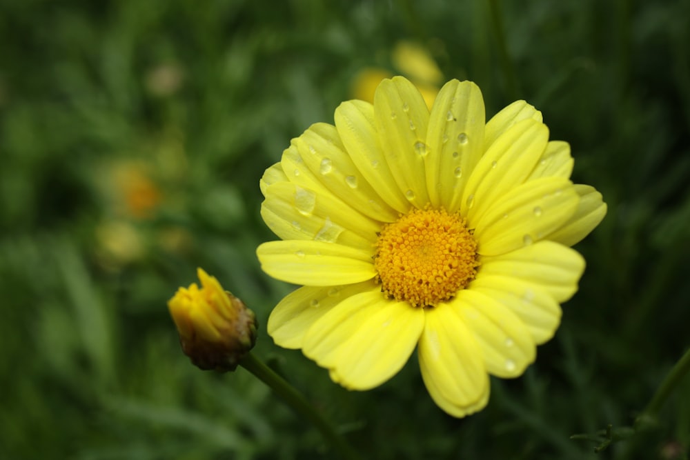 a yellow flower with water droplets on it