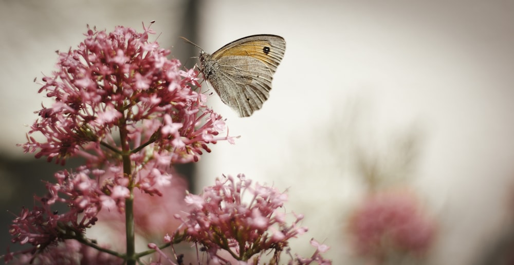 a butterfly is sitting on a pink flower