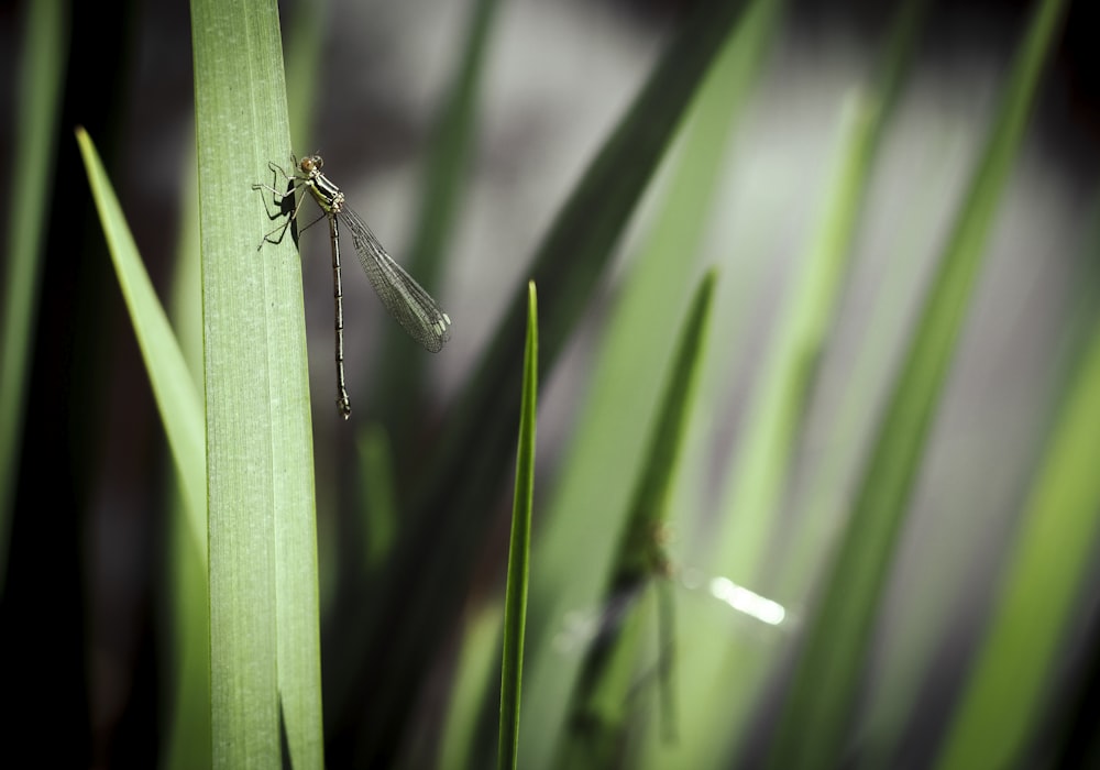 a dragonfly sitting on top of a green blade of grass