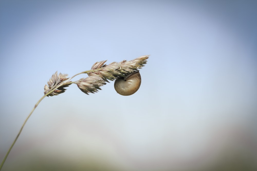 a close up of a seed on a plant