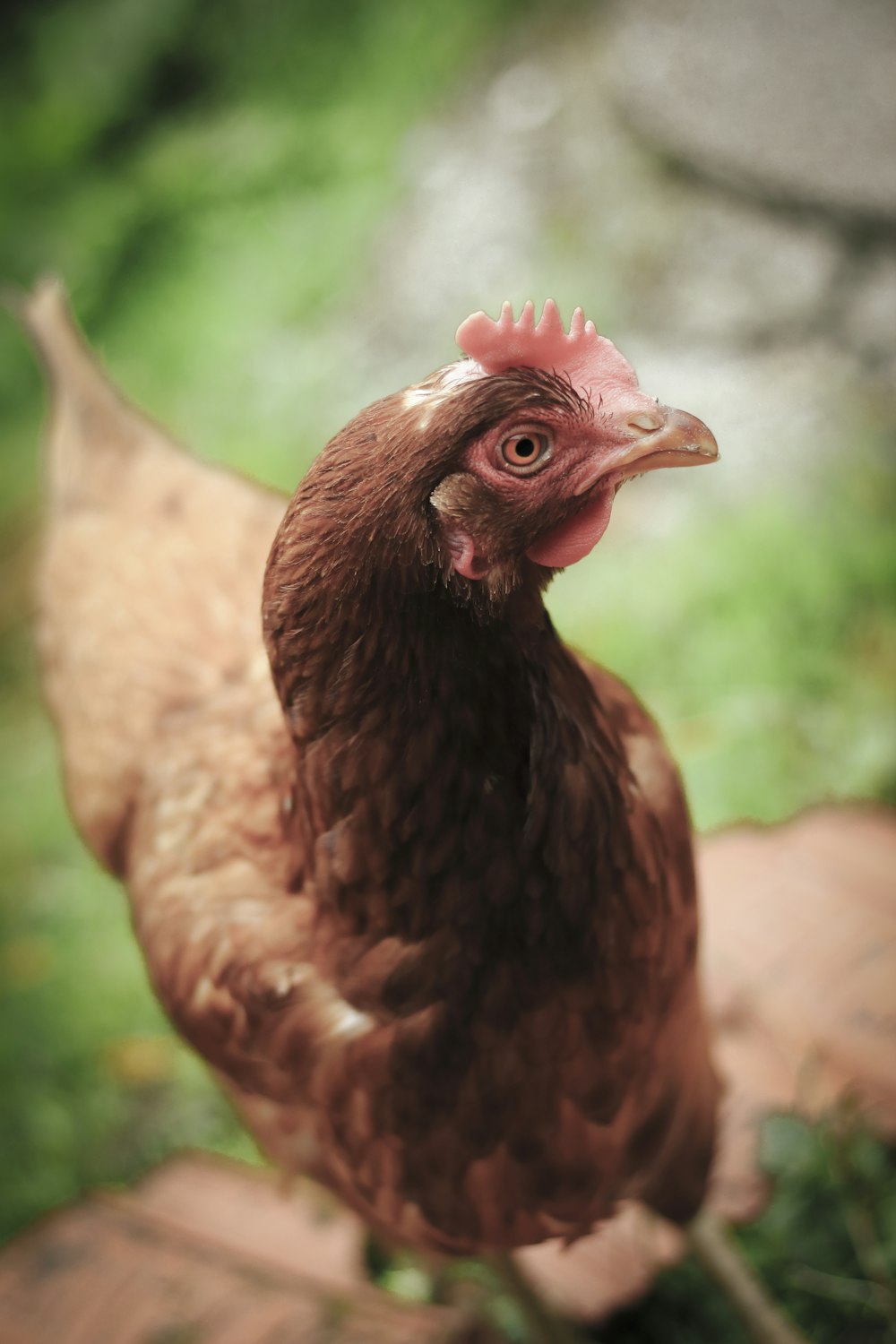 ein braunes Huhn, das auf einem Stück Holz steht