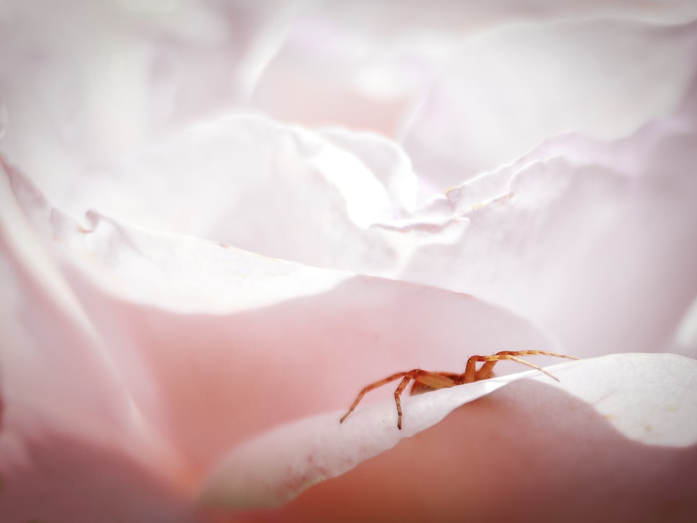 a close up of a flower with a spider on it