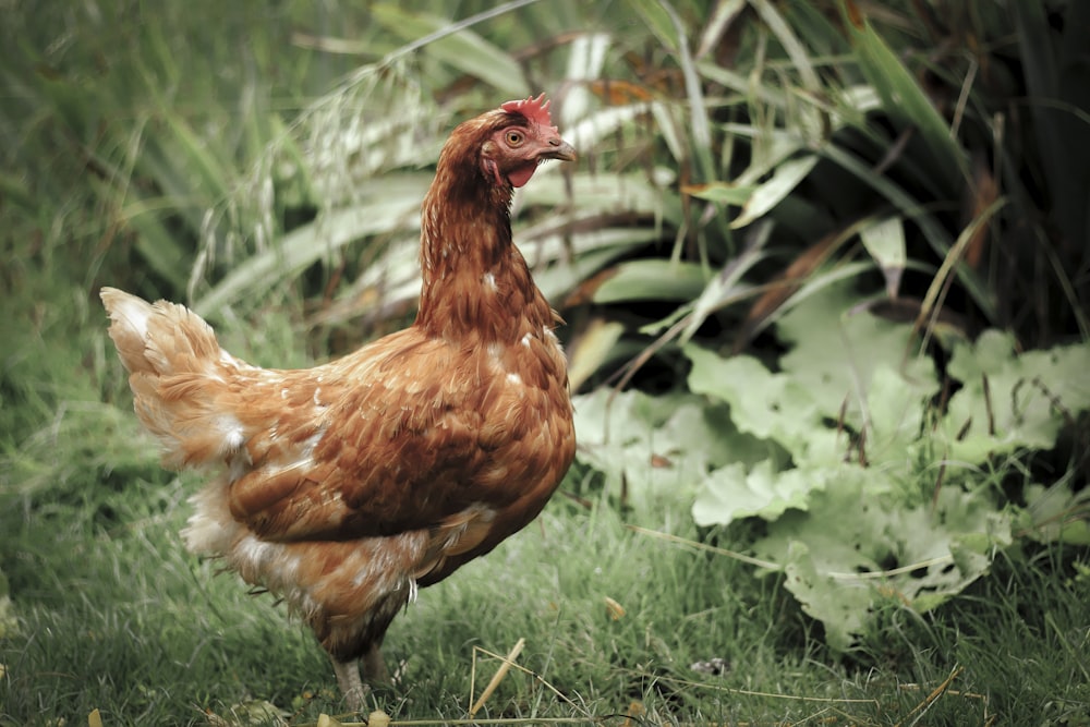 a brown chicken standing on top of a lush green field