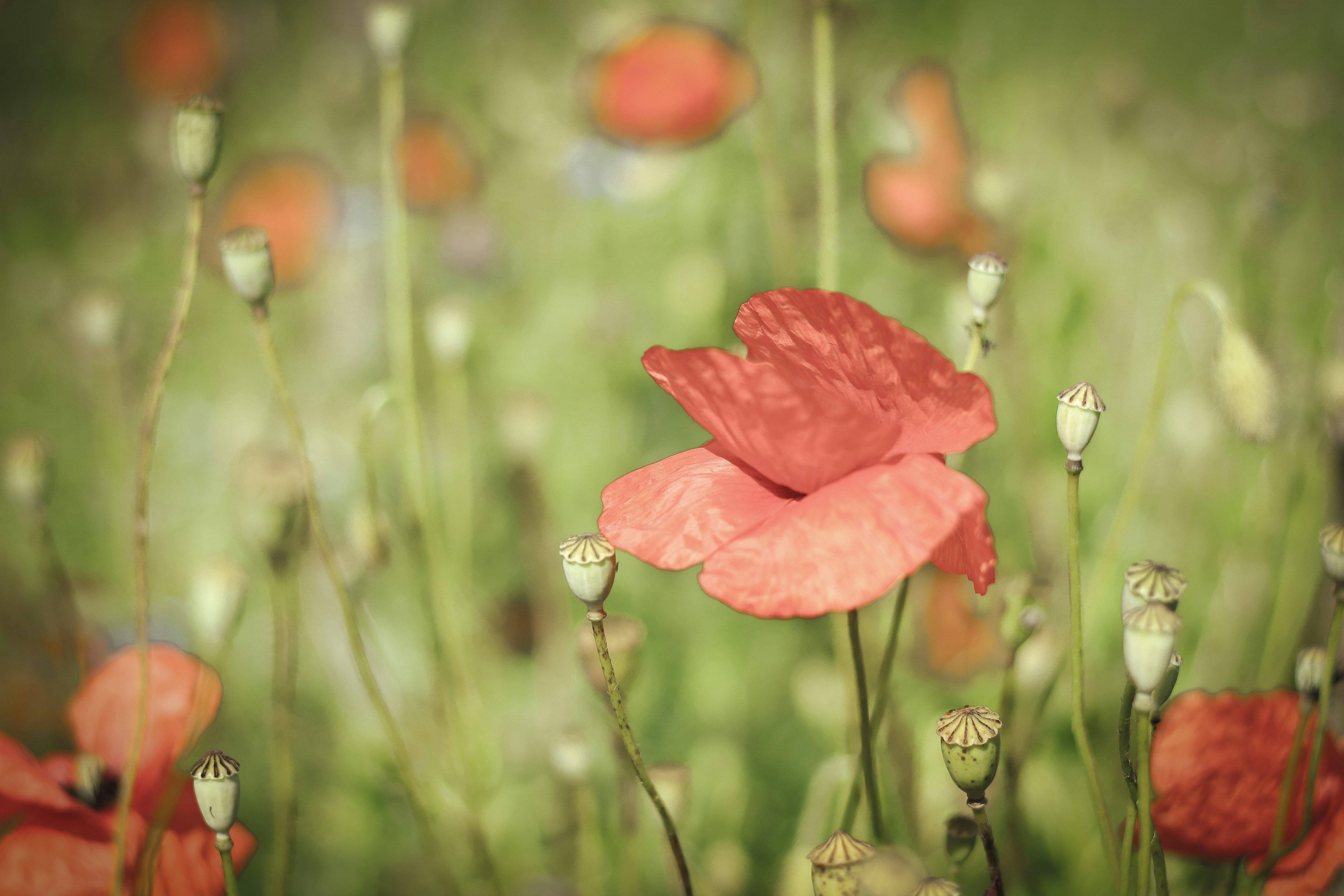 a red flower in a field of green grass