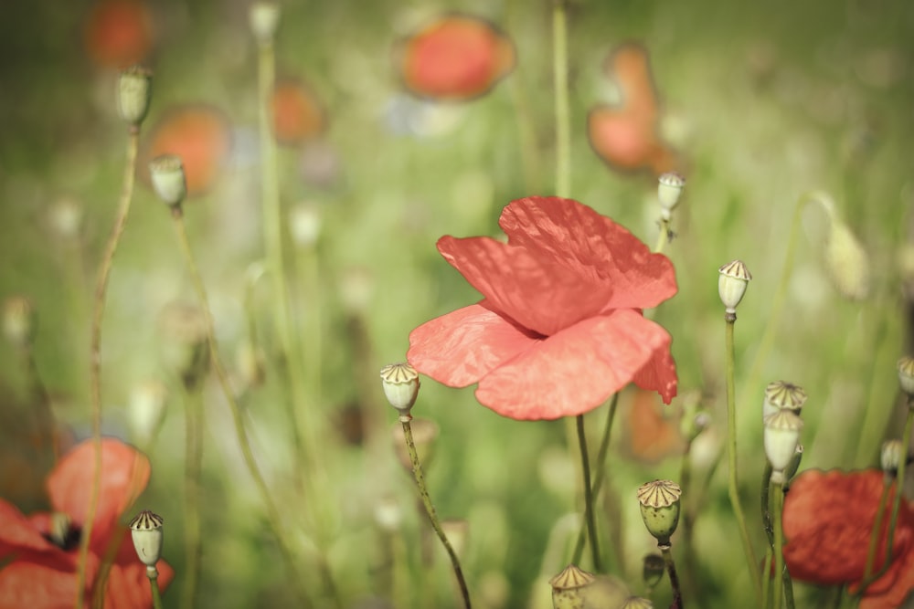a red flower in a field of green grass