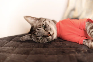 un gato que está acostado en una cama