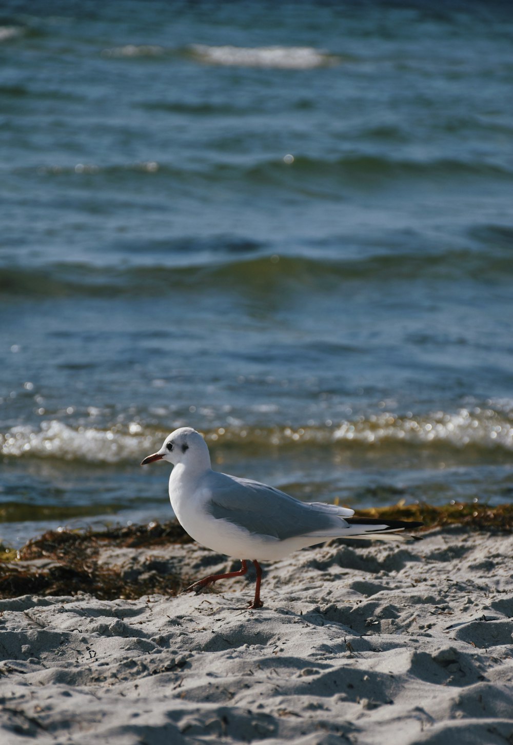 a white bird standing on top of a sandy beach