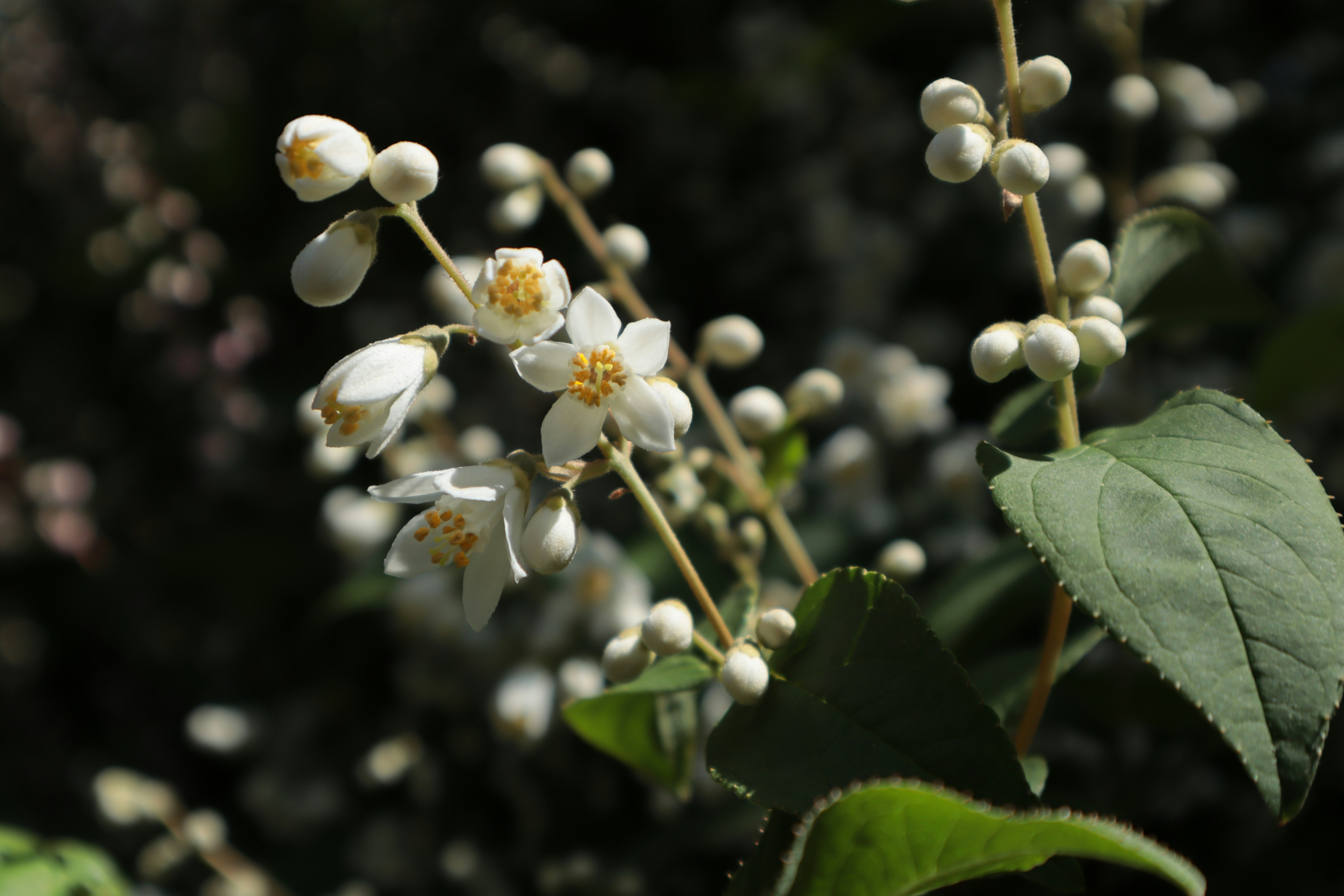 Photo by kccreations