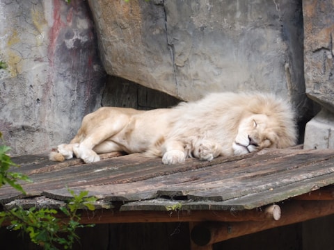 A team carefully transferring a large lion with specialized equipment.
