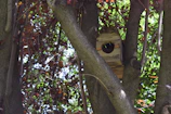 A birdhouse nestled among branches with birds visiting in a sunny backyard.
