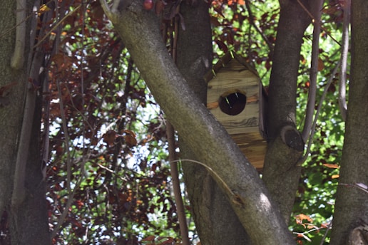 A close-up of a charming wooden birdhouse nestled among green leaves with a small bird perched at its entrance.