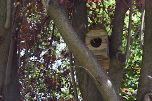 A birdhouse nestled among branches with birds visiting in a sunny backyard.
