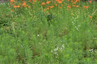 A vibrant Tennessee backyard showing native wildflowers replacing turfgrass.