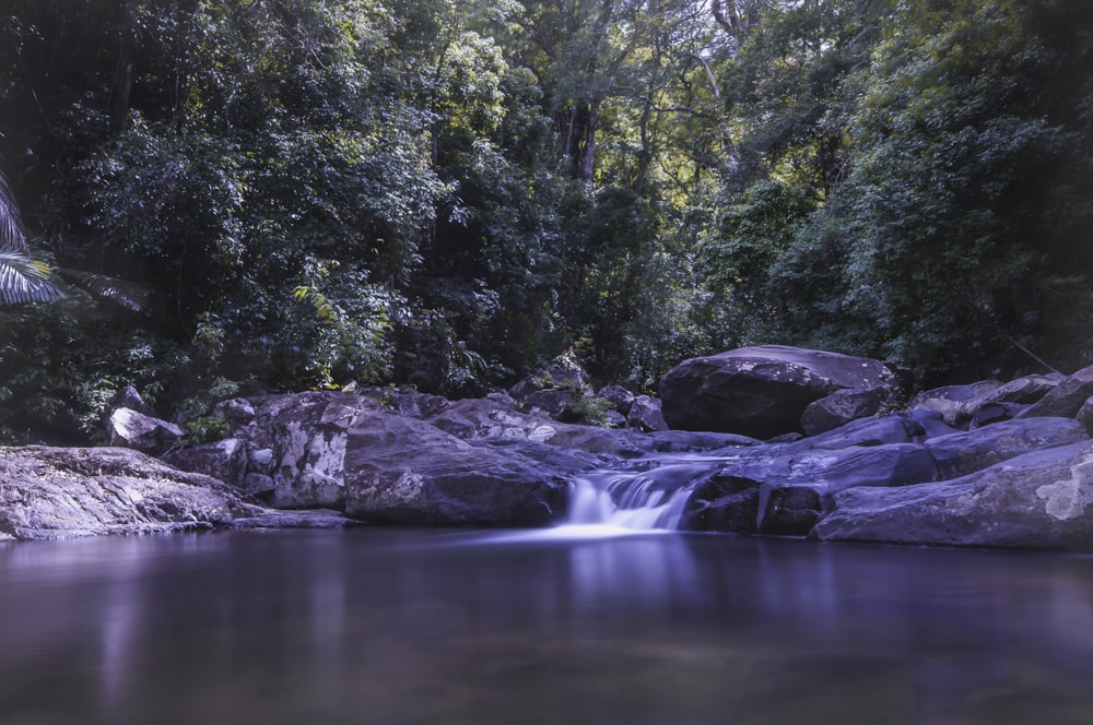 a stream of water running through a lush green forest