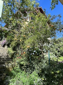 A lush garden with a variety of greenery is in front of a house partially visible behind the trees. There are several pomegranate fruits hanging from a tree in the foreground, surrounded by various flowering plants with different colored blooms. A stone staircase can be seen on the left, leading upwards, bordered by dense foliage.