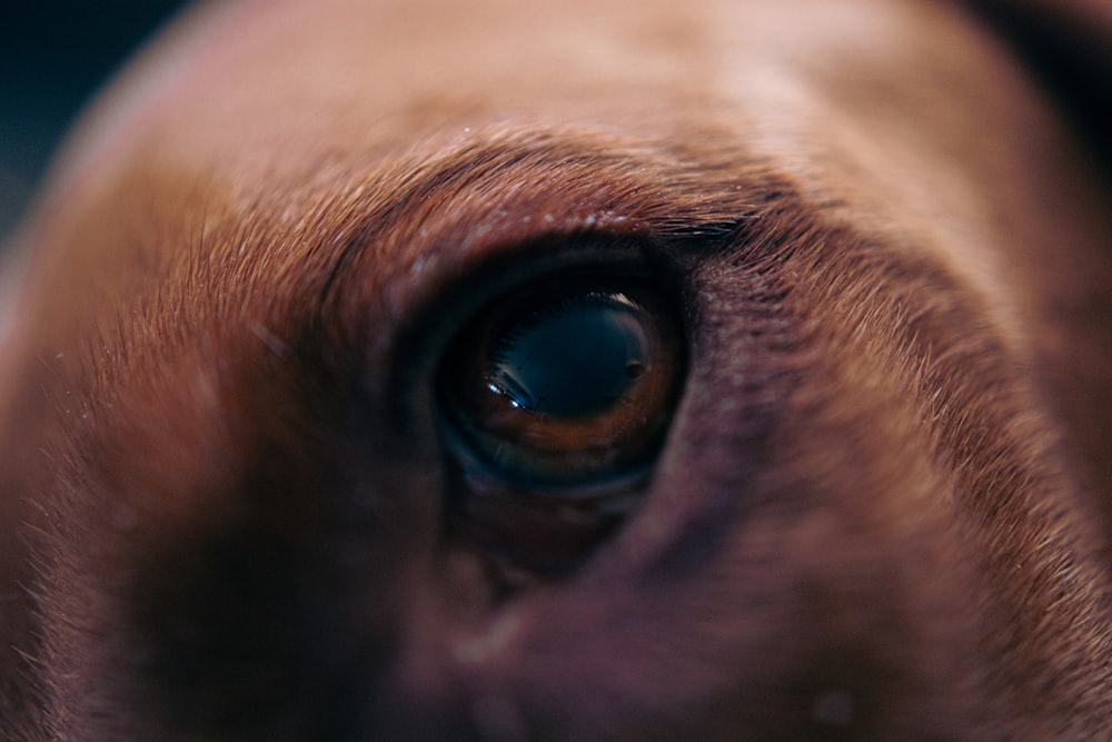 a close up of a brown dog's eye