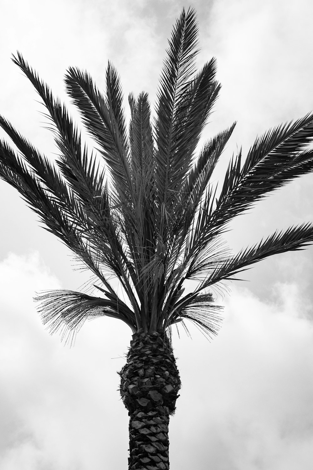 a black and white photo of a palm tree