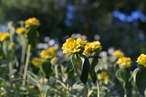 Soft cinematic shot of blooming tajonal flowers in the Yucatan countryside under gentle sunlight