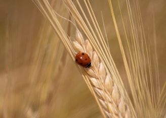 A ladybug with distinctive black spots is perched on the head of a wheat stalk. The background is a soft focus with a blend of golden and brown hues, highlighting the serene agricultural setting.