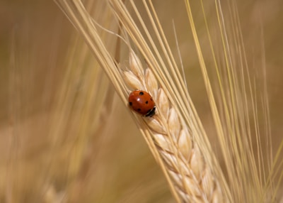 A ladybug with distinctive black spots is perched on the head of a wheat stalk. The background is a soft focus with a blend of golden and brown hues, highlighting the serene agricultural setting.