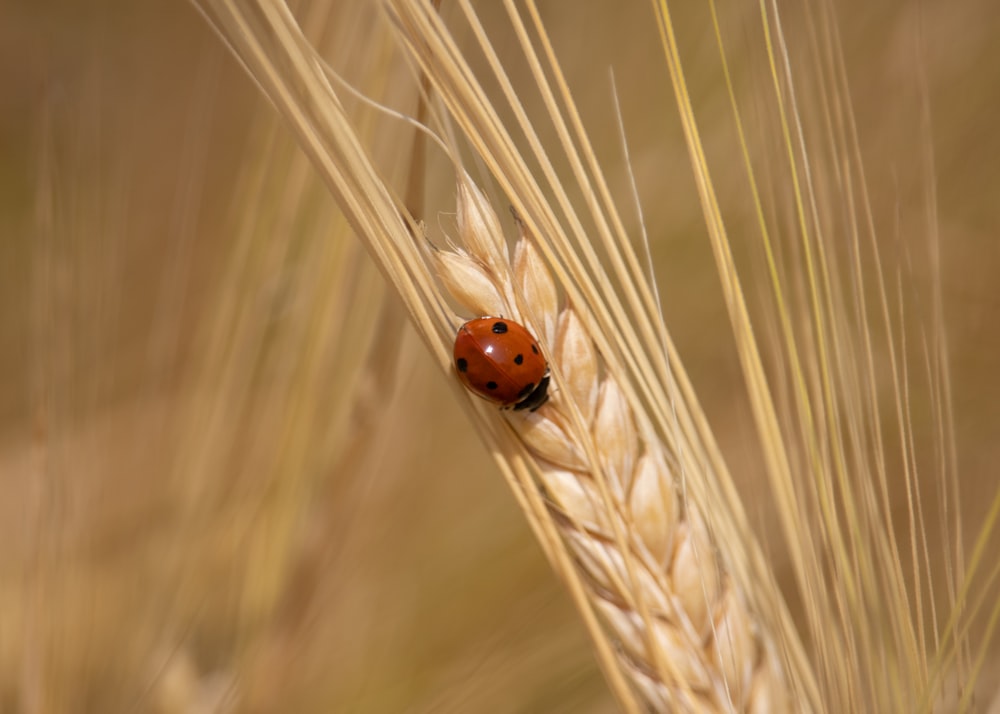 a ladybug sitting on a stalk of wheat
