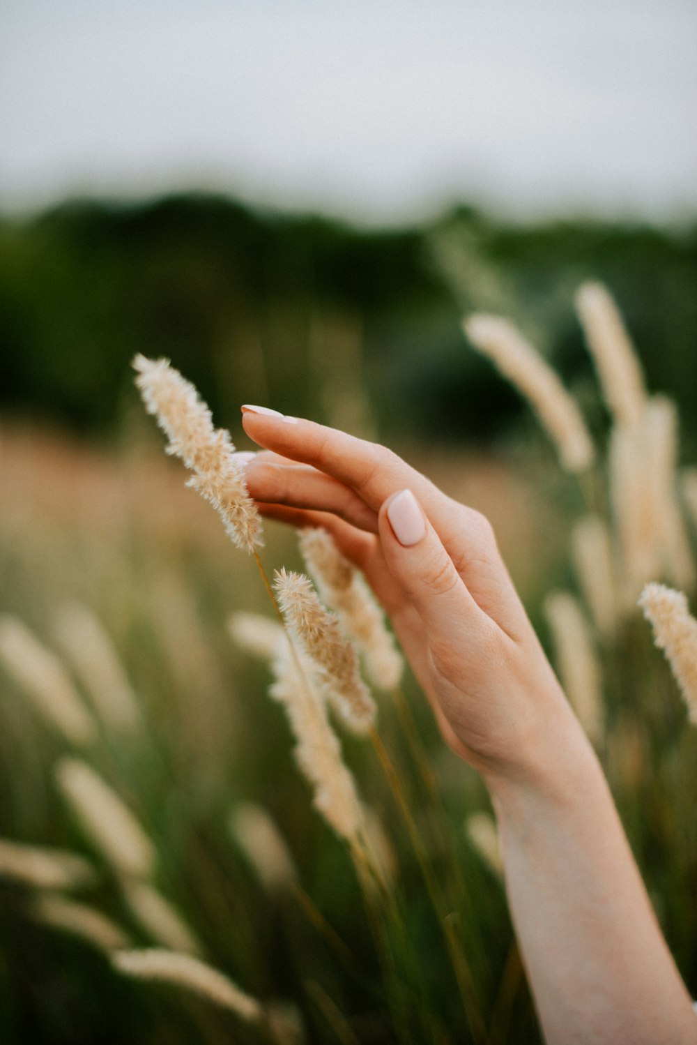 a woman's hand holding a flower in a field